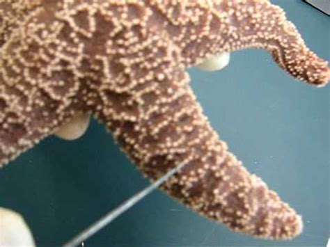 External anatomy of a sea star (Asteroidea) - YouTube