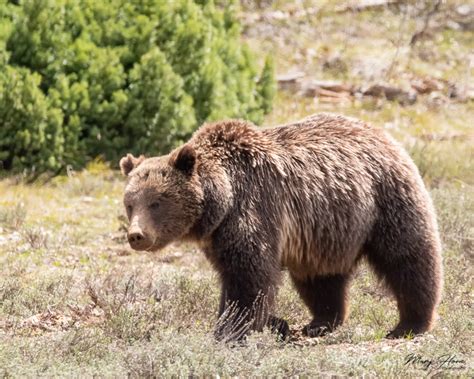 Bears of Grand Teton National Park - Tales from the Backroad