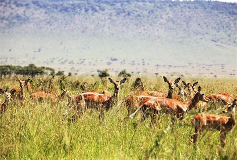 Antelope in grass | Stock image | Colourbox