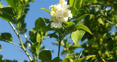 Florida State Flower - The Orange Blossom | Orange blossom, Trees, shrubs, Flowers