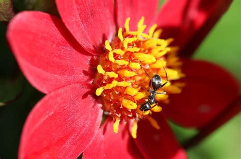 Free photo: Ant on the Flower - Animal, Ant, Blooming - Free Download ...