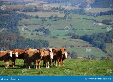 Cattle on a Welsh Farm stock photo. Image of fields, livestock - 49304964