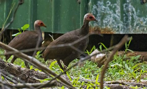 Playing Hide and Seek with the Nicobar Megapode | Roundglass | Sustain