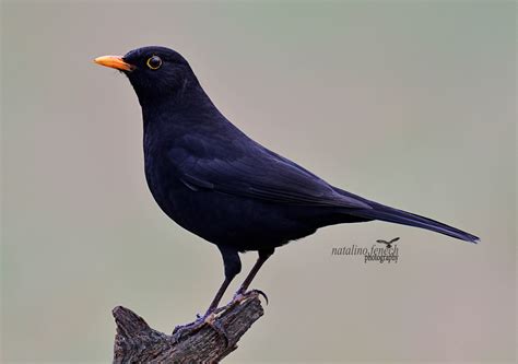 Blackbird by Natalino Fenech - BirdGuides | Black bird, Blackbird ...