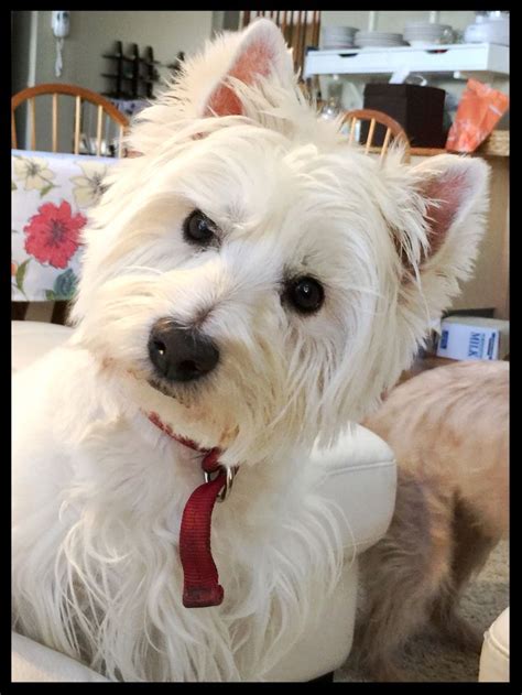 Miss Daisy, the Westie | Westie puppies, West terrier, Westie dogs