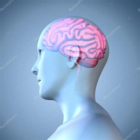 Anatomía del cerebro humano — Foto de stock © sciencepics #75753549