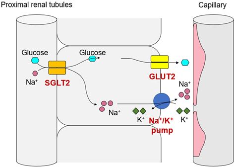 IJMS | Free Full-Text | A Role of Sodium-Glucose Co-Transporter 2 in ...