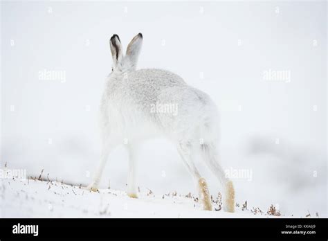 Scottish wildlife photography hi-res stock photography and images - Alamy