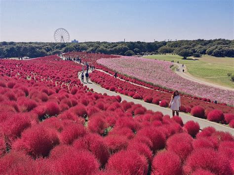 Experience Autumn in Hitachi Seaside Park in Japan