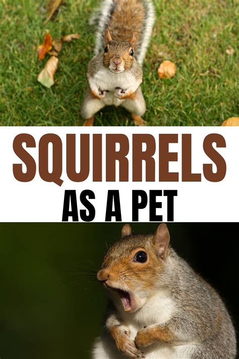 Squirrel Pet Facebook at Tony Robert blog