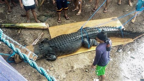 Palawan authorities capture 'man-eating' crocodile