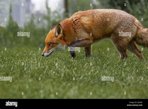 British Red Fox Stock Photo - Alamy