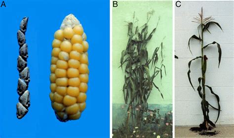 Domestication traits in maize. (A, Left) An example of a Z. mays ssp ...