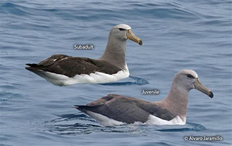 Chatham Albatross (Thalassarche eremita) - Peru Aves