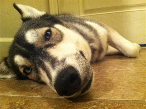 Husky Smile! | Husky, Animals, Dogs