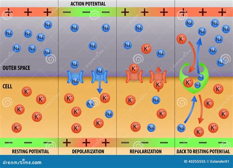 Top 182 + Neuron action potential animation - Lifewithvernonhoward.com