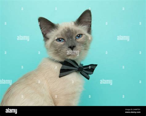 cute grey and white siamese cat with blue eyes wearing a bow tie close up portrait Stock Photo ...