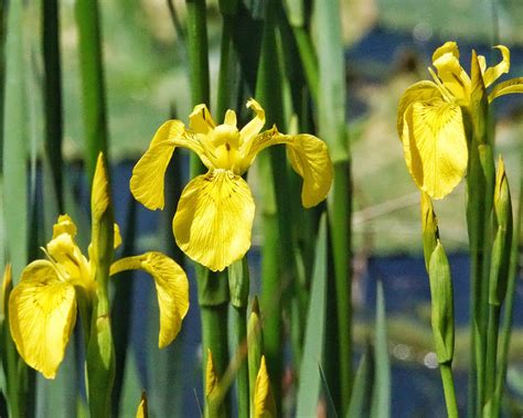 Iris pseudacorus (Yellow Flag) – 10,000 Things of the Pacific Northwest