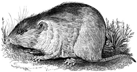 Large vole clipart - Clipground