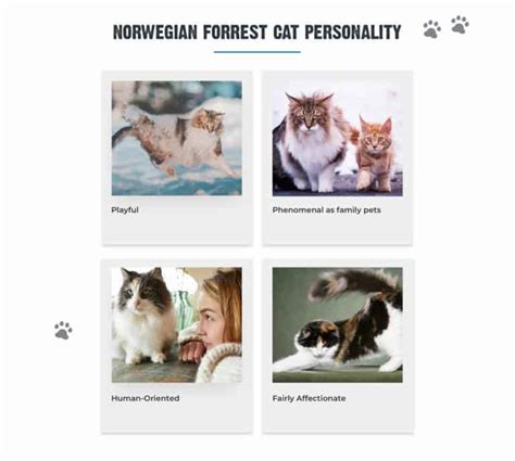 Norwegian Forest Cats [Facts & Personality Traits]