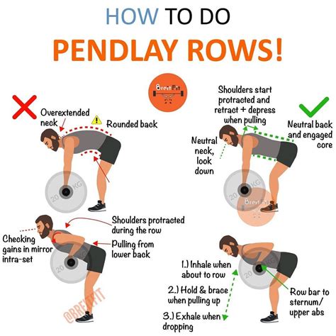 23++ Upper row exercise 30 day | absworkoutcircuit