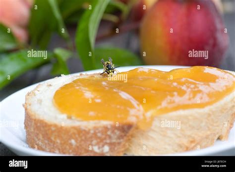 danger, insect, wasp, allergy, allergic, jam, dangerous, bee, macro, close-up Stock Photo - Alamy