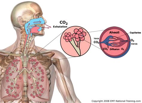 respiratory patterns-+ : 네이버 블로그