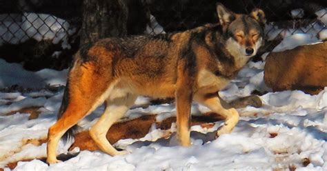 Red wolves near extinction