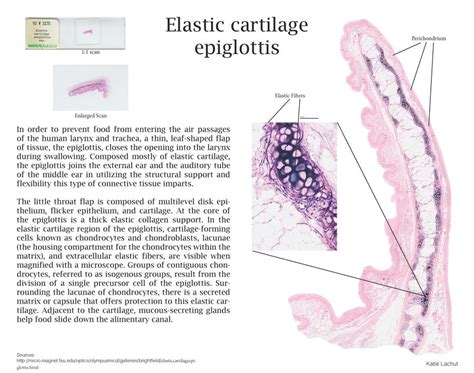 Elastic cartilage epiglottis by DeutschKatrin on DeviantArt