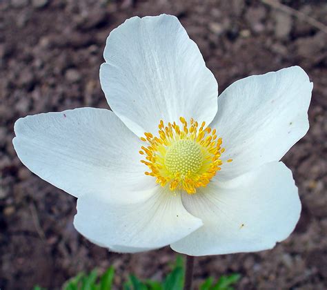 Anemone sylvestris – Everglades Nurseries