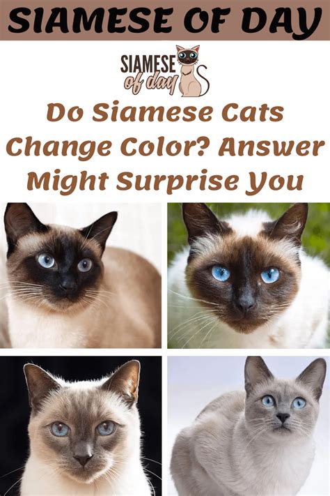 Do Siamese Cats Change Color?