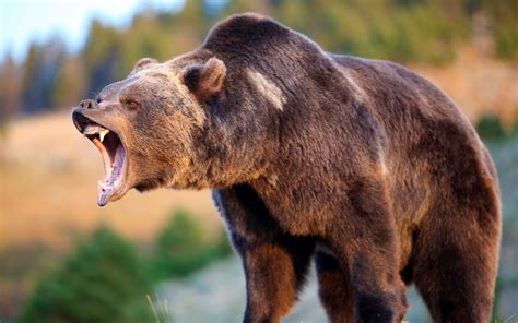 Wallpaper Brown bear roar 3840x2160 UHD 4K Picture, Image