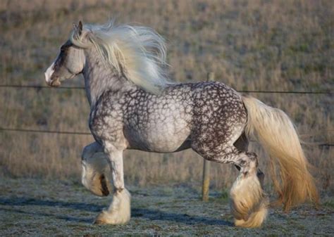 Shire | Horse Breed | History,Characteristics,Uses and Other ...