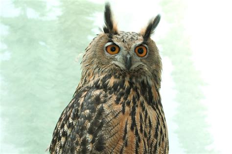 New York City Owl, Who Had Been Flying Free For A Year, Has Died