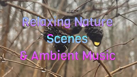 Relaxing Ambient Music & Nature Slide Show - YouTube