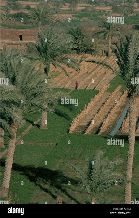 Egypt egyptian farming agriculture hi-res stock photography and images ...