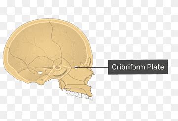 Cribriform Plate In Brain