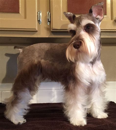 What a gorgeous boy!! :-) | Schnauzer grooming, Miniature schnauzer, Schnauzer