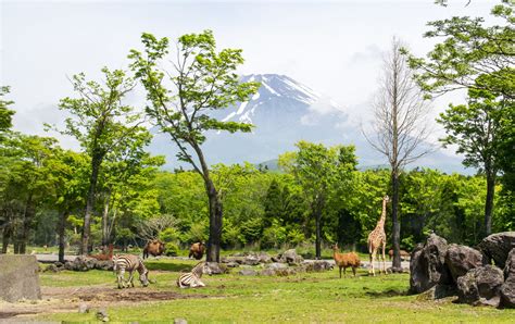 Fuji Safari Park | Shizuoka Attractions | Travel Japan | JNTO