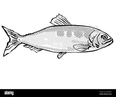 Cartoon style line drawing of an allis shad in the herring family Clupeidae, a fish endemic to ...