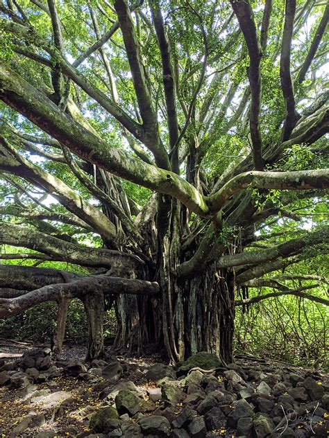 Banyan Tree in Hawaii Photograph by Danielle Hepler - Fine Art America