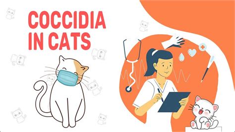 Coccidia In Cats - Symptoms, Treatment & Prevention - Petmoo