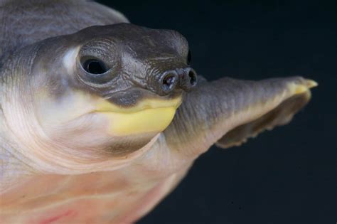 Pig-Nosed Turtle Pictures - AZ Animals