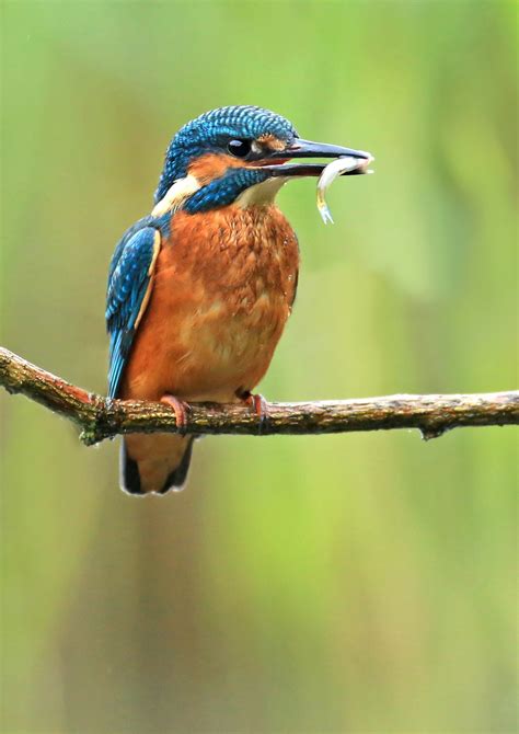 A few chance encounters with a kingfisher! - Scottish Wildlife Trust