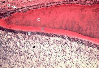 Oral Histology Digital Lab: Dental Pulp: Radicular Pulp (Image 2)