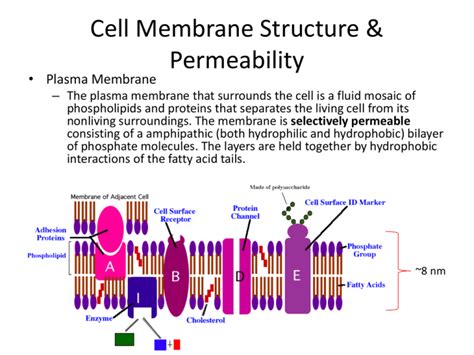 Cell Membrane Structure & Permeability