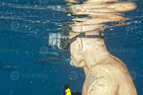 Dolphins while swimming underwater 20163747 Stock Photo at Vecteezy