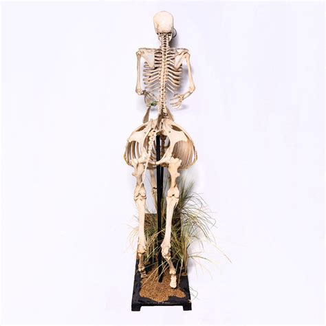 Real "Centaur" Skeleton For Sale — Skulls Unlimited International, Inc.