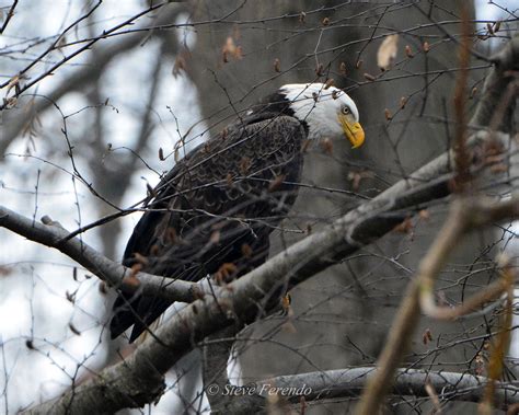 "Natural World" Through My Camera: Conowingo Dam Eagles, Second Visit