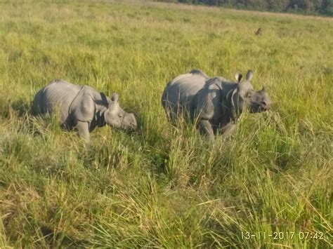 Nature's Marvel in the North East – Kaziranga National Park | Kaziranga National Park News ...